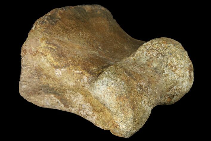 Pachycephalosaur Phalange (Toe Bone) - Montana #121968